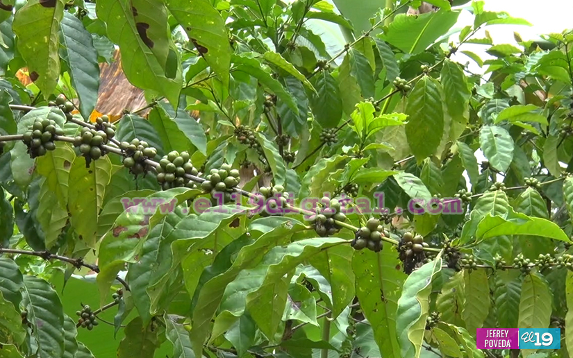 finca